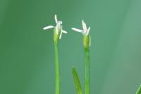 Isolepis fluitans