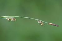 Carex panicea