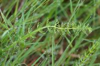 Trocdaris verticillatum