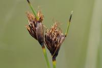 Schoenus nigricans