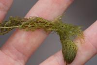 Utricularia