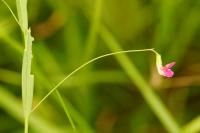 Lathyrus nissolia