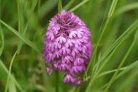 Anacamptis pyramidalis