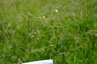 Cerastium fontanum