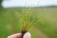 Juncus bufonius