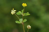 Trifolium dubium