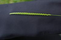 Cynosurus cristatus
