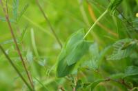 Lathyrus aphaca