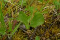 Neottia ovata