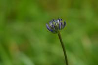 Phyteuma orbiculare