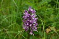Orchis militaris