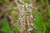 Himantoglossum hircinum