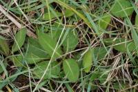 Succisa pratensis