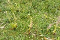 Himantoglossum hircinum
