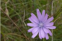 Lactuca perennis