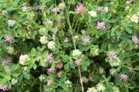 Trifolium resupinatum