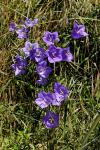Campanula persicifolia