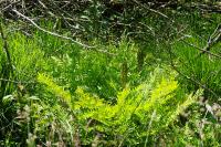 Osmunda regalis