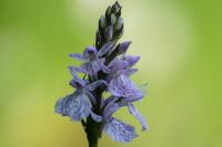 Dactylorhiza maculata