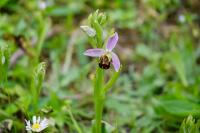 Ophrys apifera