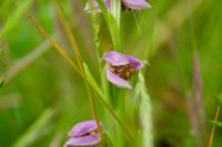 Ophrys apifera