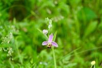 Ophrys apifera