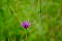 Tragopogon porrifolius