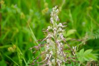 Himantoglossum hircinum