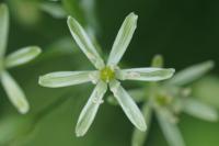 Loncomelos pyrenaicus