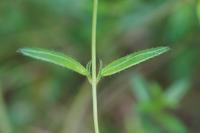 Helianthemum nummularium