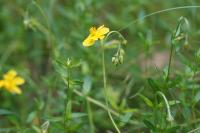 Helianthemum nummularium