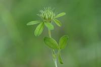 Trifolium ochroleucon