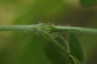 Trifolium ochroleucon