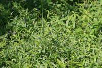 Aegonychon purpurocaeruleum