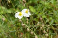 Helianthemum apenninum
