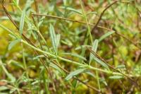 Helianthemum apenninum