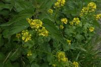 Barbarea vulgaris