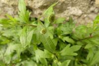 Erigeron karvinskianus