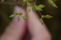 Anthriscus caucalis