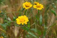Glebionis segetum