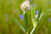 Trifolium arvense