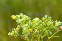 Scleranthus annuus