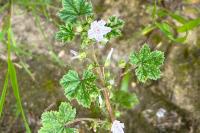 Malva neglecta