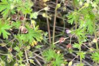 Geranium pusillum