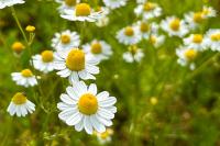 Anthemis cotula