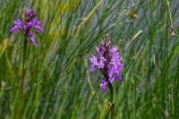 Dactylorhiza elata