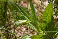 Epipactis palustris