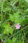 Geranium robertianum