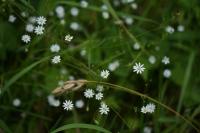 Stellaria graminea