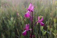 Anacamptis laxiflora